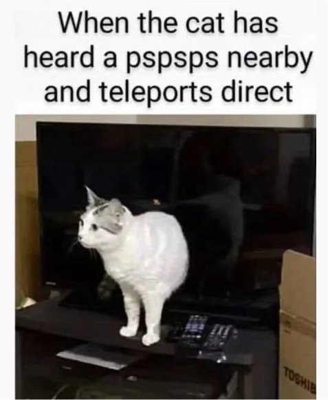 teleport caturday majorgeeks.jpg